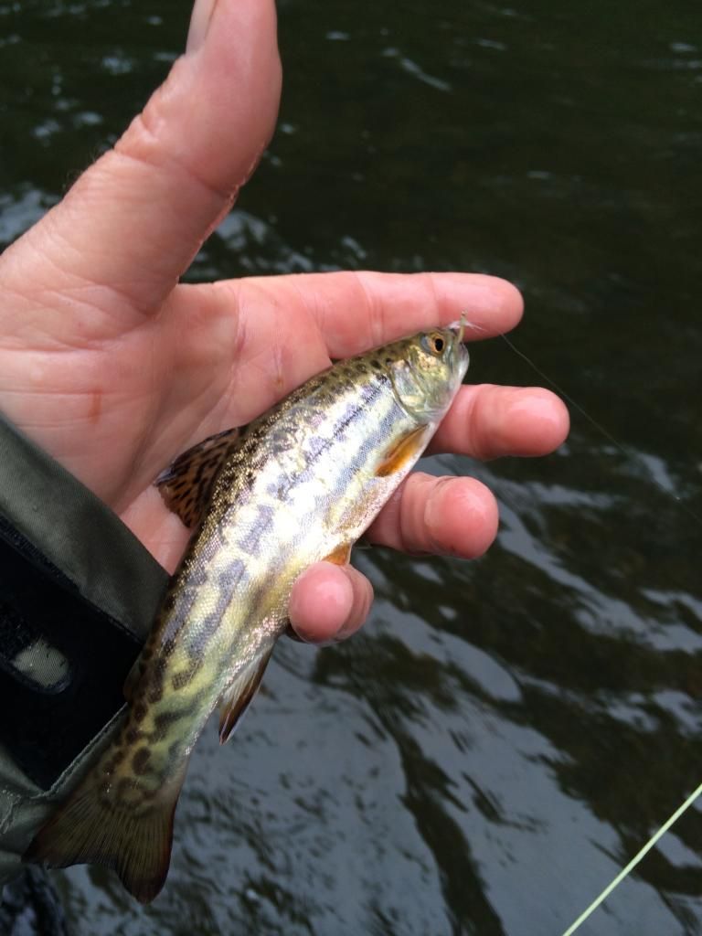 RAREWILDTIGERTROUT5-29-2014_zps45c7b616.jpg