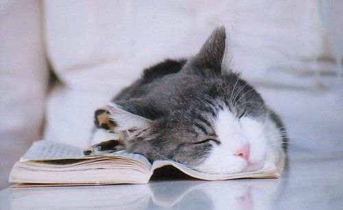 photo catsleepingonabook_zps131dae5d.jpg