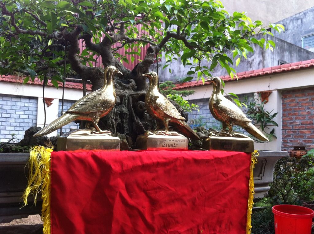 Thông báo: Hội thi cu gáy Tỉnh Hải Dương mở rộng lần thứ II.