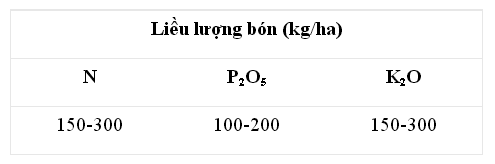 Bón phân cho cây cà chua