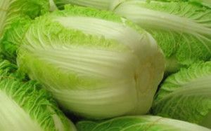 Cách chăm sóc và  bón phân cho cây cải thảo