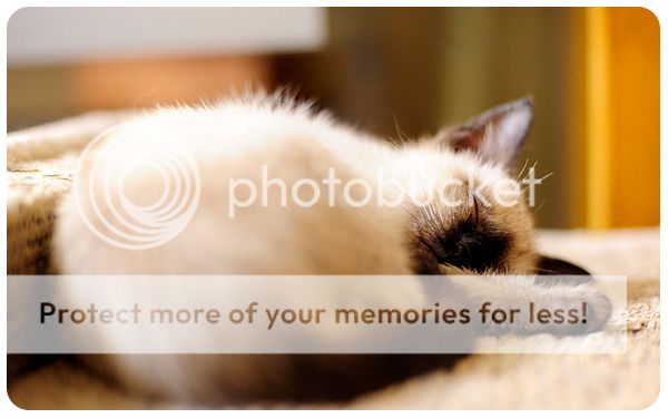 i1326.photobucket.com/albums/u660/jesleyh/PCMDaily%20custom%20season/Mascot_sleeping-siamese-cat_zps76f0f799.jpg